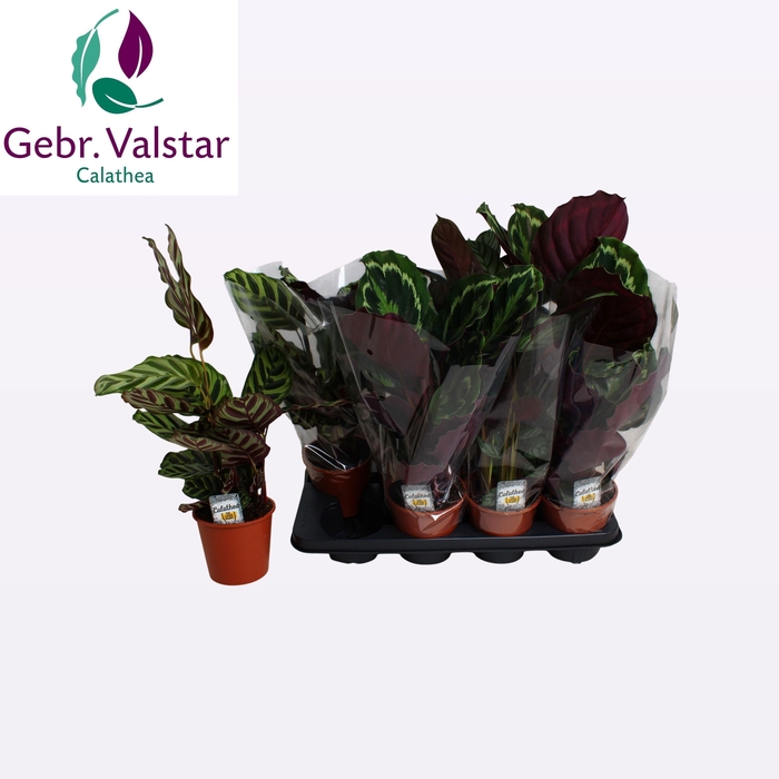 <h4>CALAT GEM 3 SRT</h4>