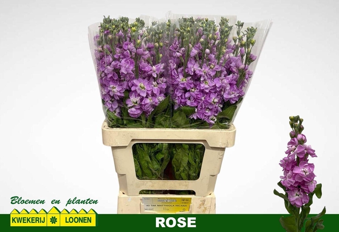 <h4>MATTH MILLA ROSE</h4>