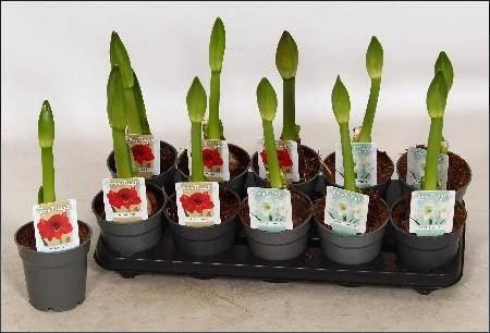 <h4>HIPP GEM 2 SRT</h4>