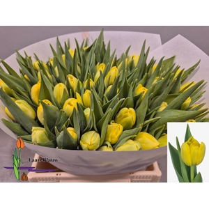 TU DU DOUBLE TROUBLE