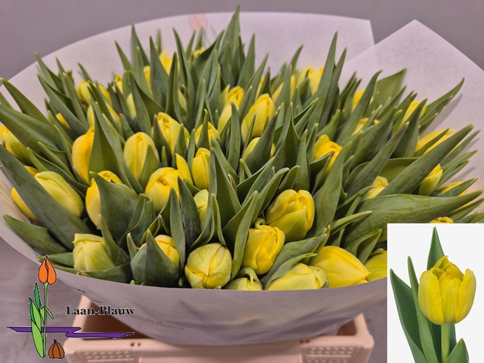 <h4>TU DU DOUBLE TROUBLE</h4>