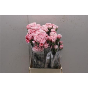 Di St Merletto Rosa