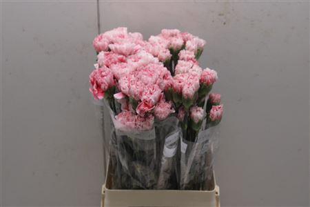 <h4>Di St Merletto Rosa</h4>