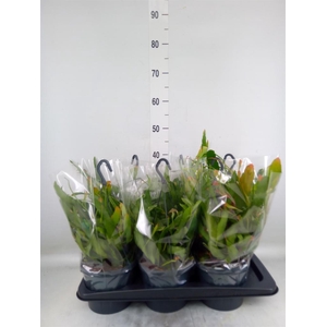 Pseudorhipsalis ramulosa