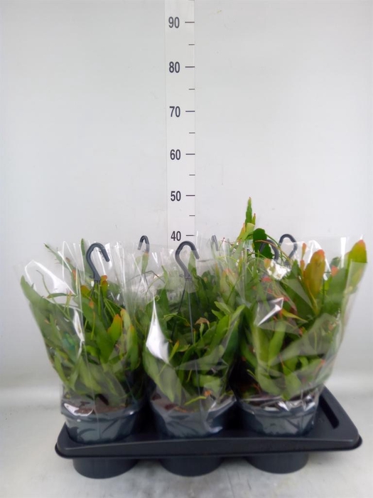 <h4>Pseudorhipsalis ramulosa</h4>