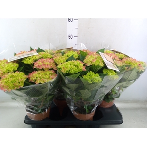 Hydrangea mac. 'Early Rosa'