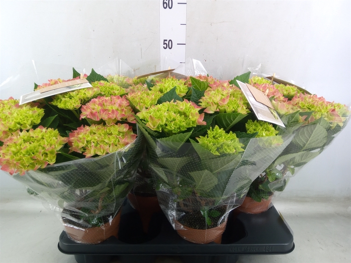 <h4>Hydrangea mac. 'Early Rosa'</h4>