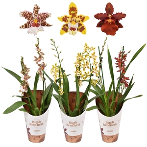 VUYLST PLUSH