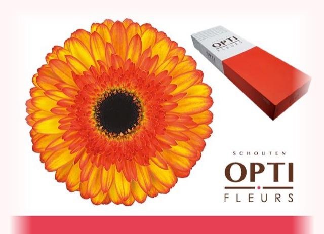 <h4>GE GR SPOTLIGHT</h4>