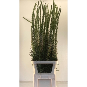 DIGI PARVIFLORA