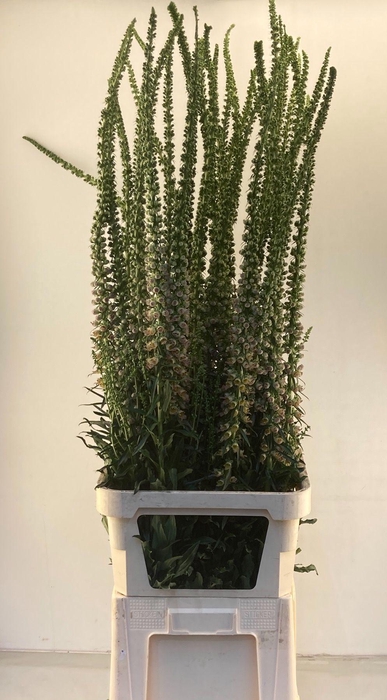 <h4>DIGI PARVIFLORA</h4>