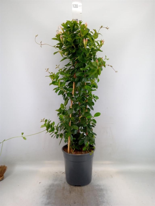 <h4>Mandevilla am. 'Sundav Red'</h4>