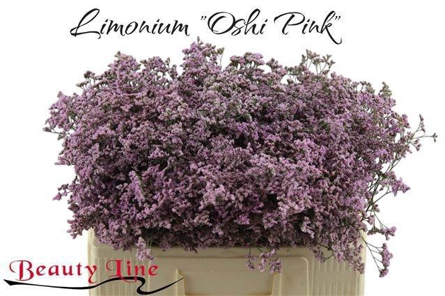 <h4>LIM SAF OSHI PINK</h4>