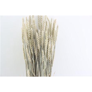 Dried Triticum X5 Frosted White Bunch