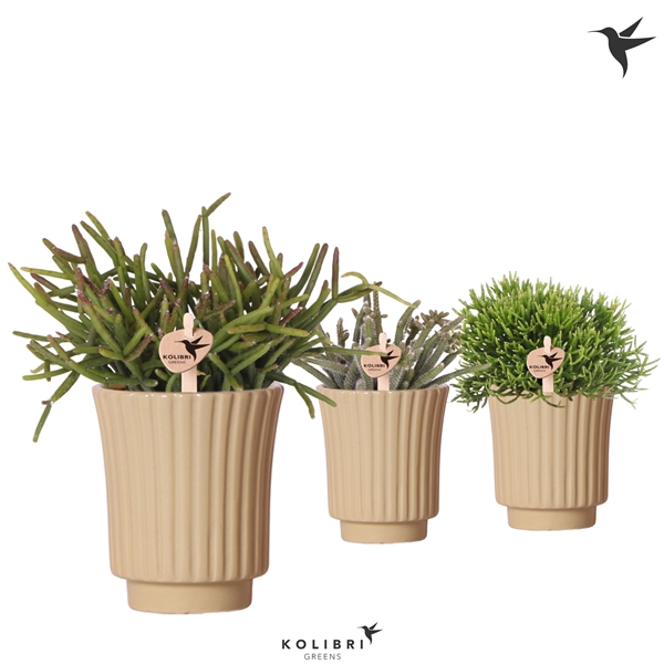 <h4>Kolibri Greens Rhipsalis mix in Retro pot khaki</h4>