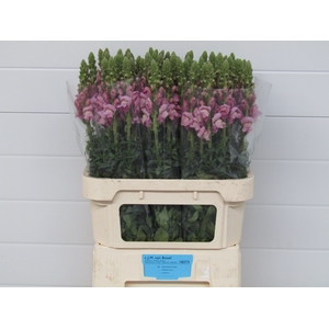 Antir Potomac Lavender Boxel