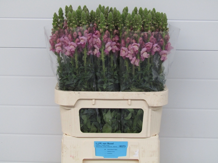 <h4>Antir Potomac Lavender Boxel</h4>
