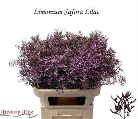 Lim Saf Lilac