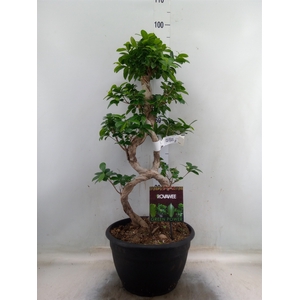 Ficus microcarpa 'Ginseng'