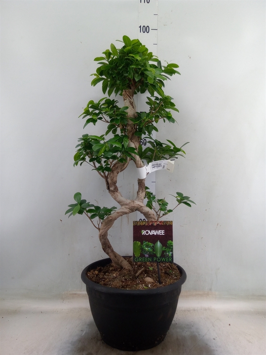 <h4>Ficus microcarpa 'Ginseng'</h4>