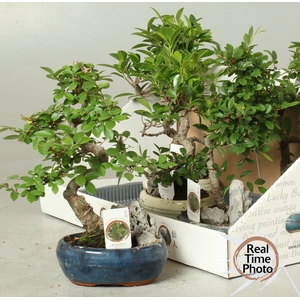 BONSAI GEM