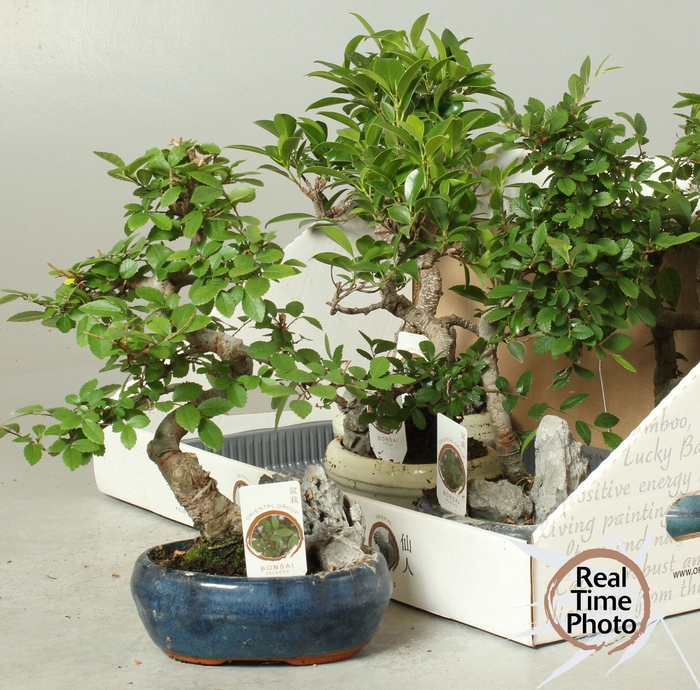 <h4>BONSAI GEM</h4>