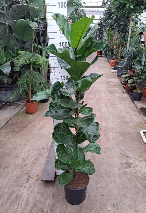 <h4>Ficus lyrata</h4>