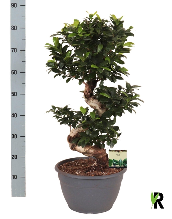 <h4>FIC MI GINSENG</h4>