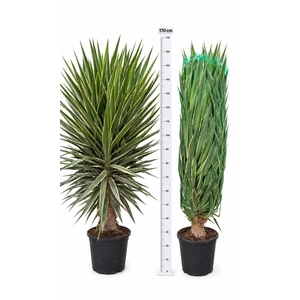 YUCCA  PUCK