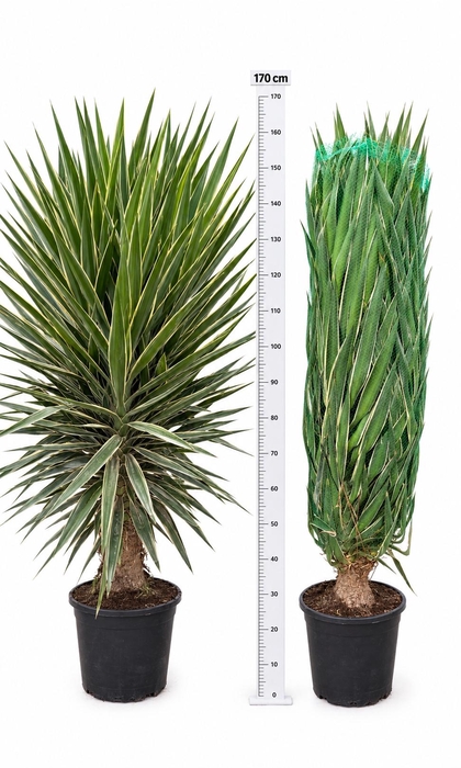 <h4>YUCCA  PUCK</h4>