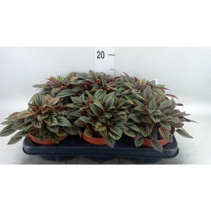 Peperomia caperata 'Lima'