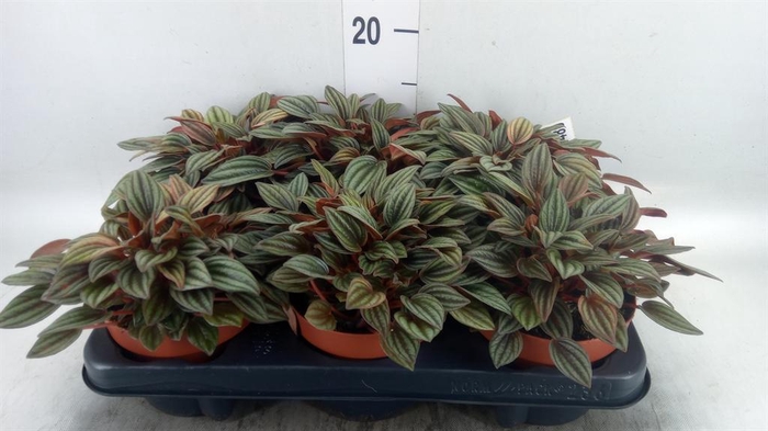 <h4>Peperomia caperata 'Lima'</h4>