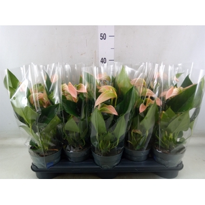 Anthurium andr. 'Joli Peach'