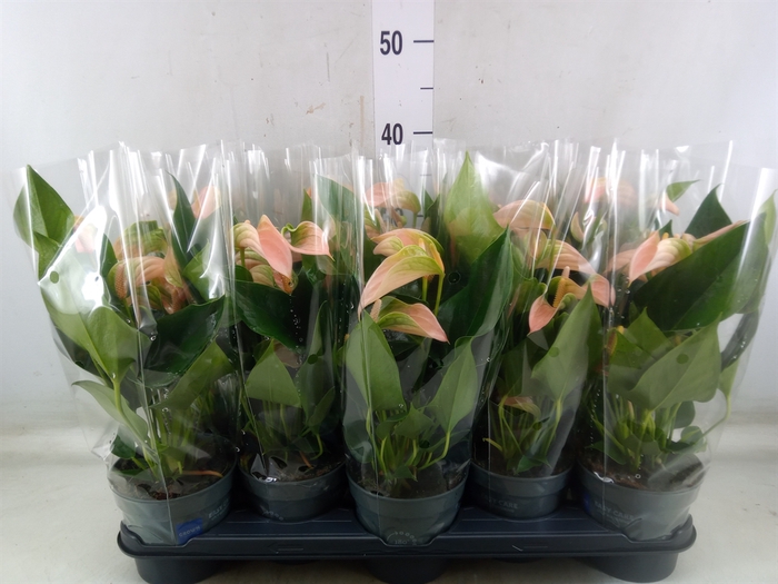 <h4>Anthurium andr. 'Joli Peach'</h4>