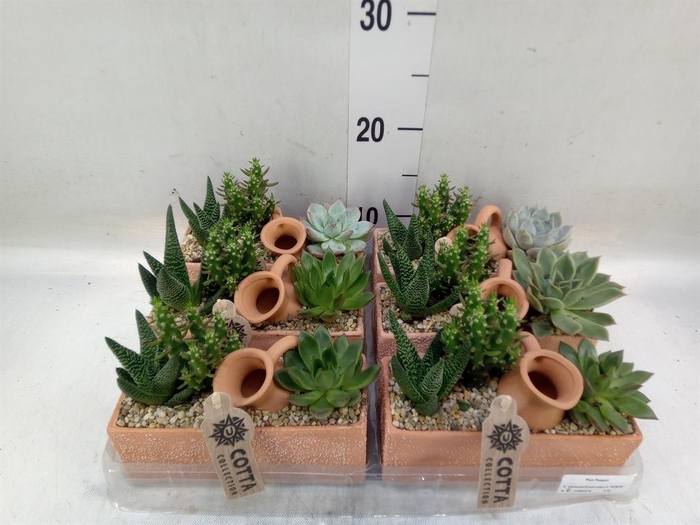 <h4>Arr.  Cactus L%</h4>