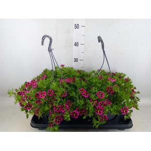 Calibrachoa   ...mix