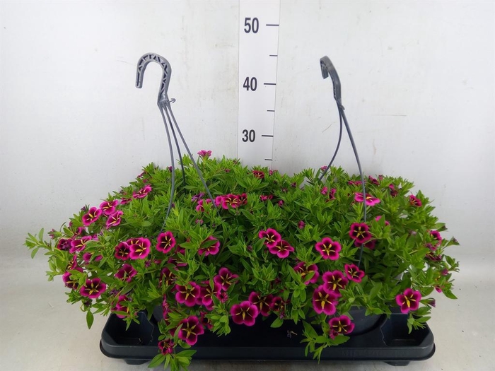 <h4>Calibrachoa   ...mix</h4>