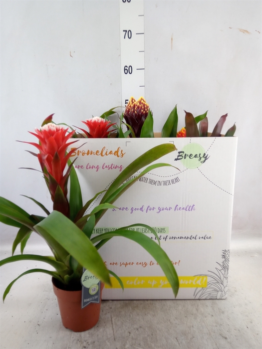 <h4>Guzmania   ...mix</h4>