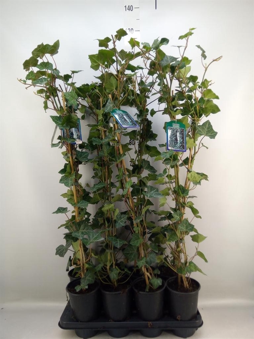 <h4>Hedera hibernica</h4>
