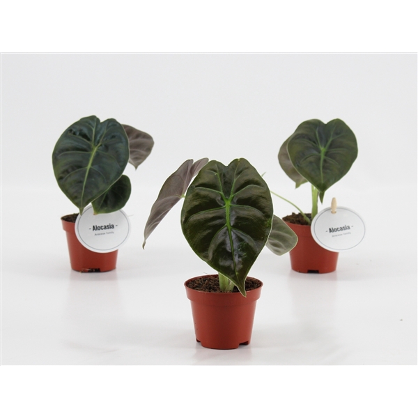 <h4>Alocasia Golden Bone</h4>