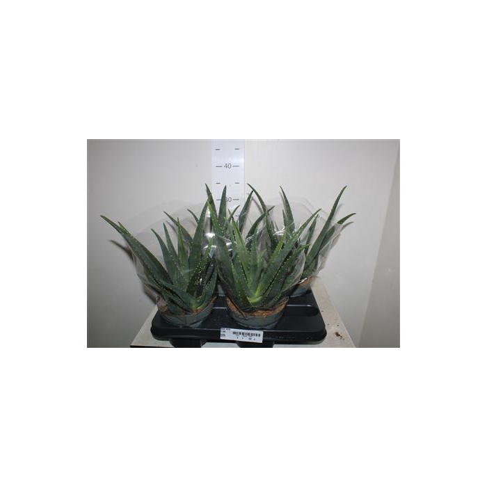 <h4>Aloe Vera</h4>