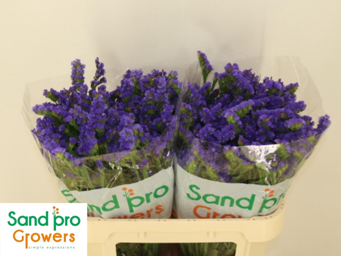 <h4>LIM S LEVIS WINGS</h4>