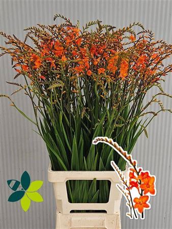 <h4>Crocos Peach Melba</h4>