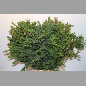 Euca Parvifolia 400gr P Bunch