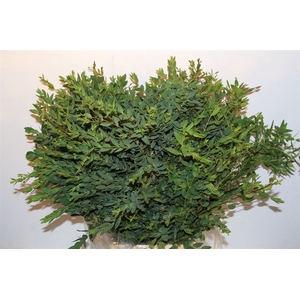 Euca Parvifolia 400gr P Bunch