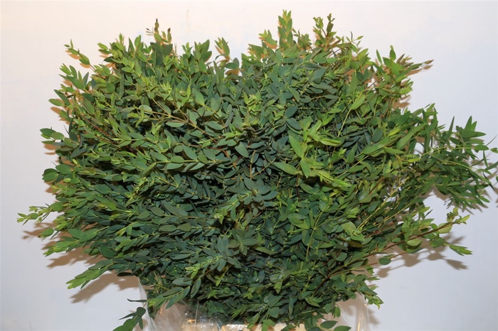 <h4>Euca Parvifolia 400gr P Bunch</h4>