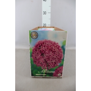 Allium   ...flowerbulbs