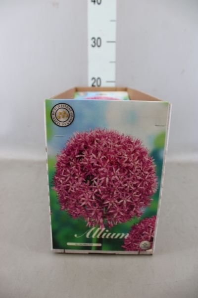 <h4>Allium   ...flowerbulbs</h4>