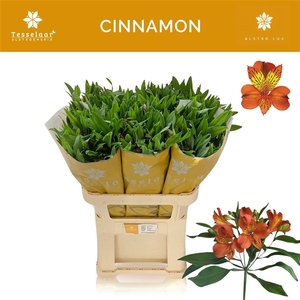 Alstroemeria Cinnamon 60 gr