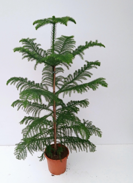 <h4>ARAU HETEROPHYL</h4>